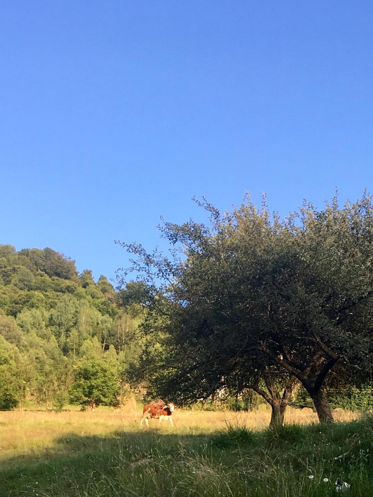 Cabana Baraj Apuseni Mountains Mihoesti Buitenkant foto